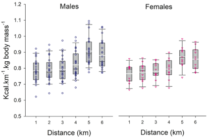 Mean energy expenditure in each km sector, after averaging the outgoing and the return trips for the first six kms.